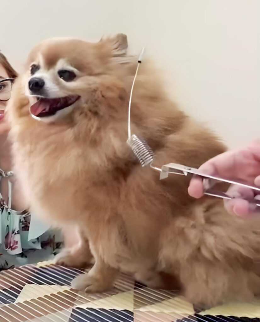 A Importância do Check-up Veterinário Integrativo: Cuidando do Bem-Estar do Seu Pet a-importancia-do-check-up-veterinario-integrativo:-cuidando-do-bem-estar-do-seu-pet