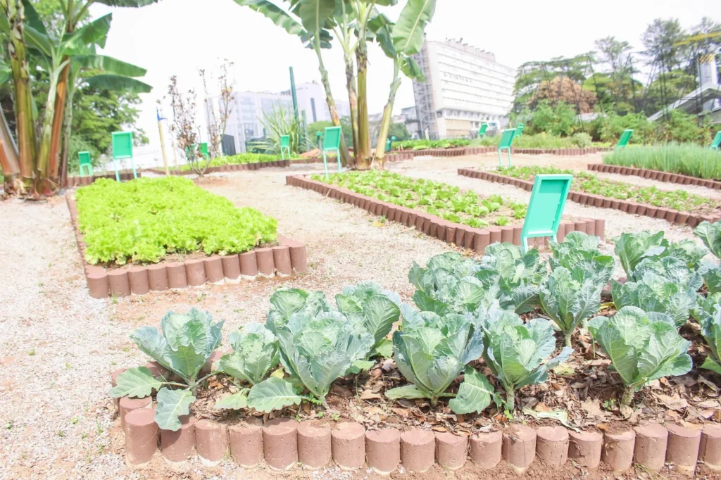 Jaguariúna reforça direção sobre rastreabilidade de vegetais frescos jaguariuna-reforca-orientacao-sobre-rastreabilidade-de-vegetais-frescos