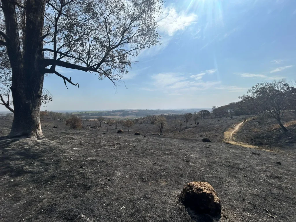 Incêndio de grandes proporções devasta área de vegetação em Jaguariúna incendio-de-grandes-proporcoes-devasta-area-de-vegetacao-em-jaguariuna