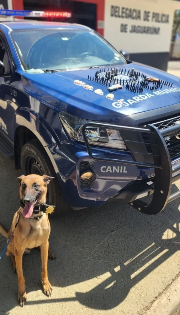 gcm-localiza-drogas-com-ajuda-de-cao-de-faro-brady-em-jaguariuna