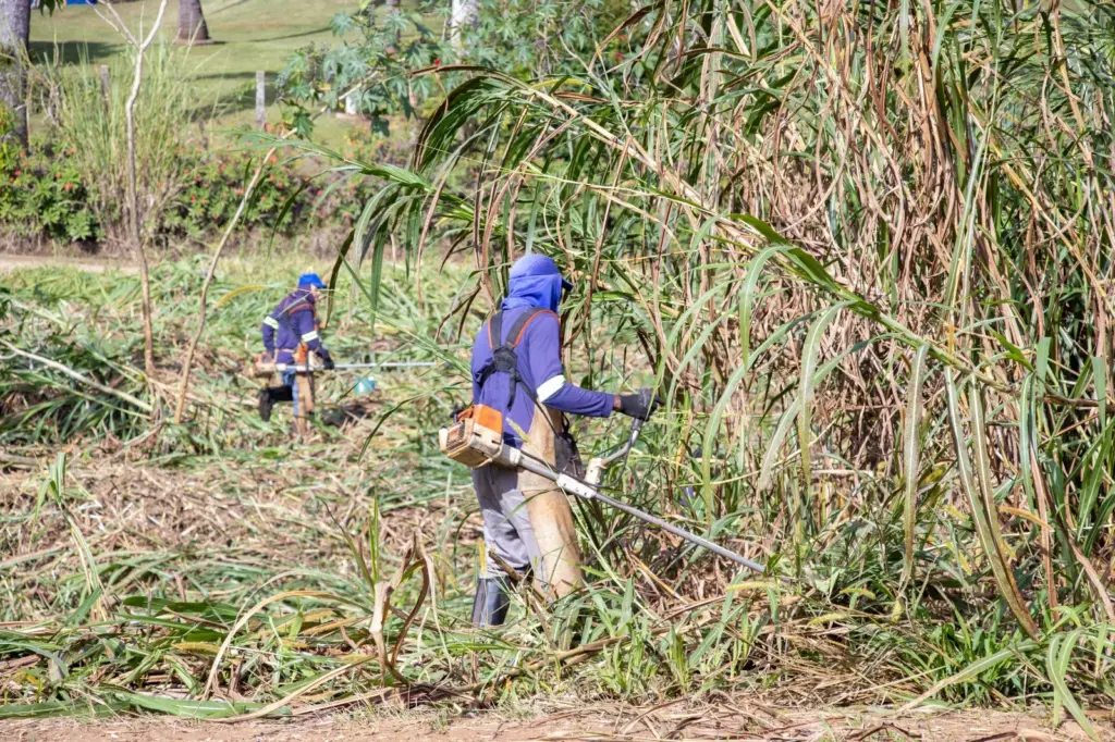 mais-de-80%-das-notificacoes-de-limpeza-de-terrenos-sao-atendidas